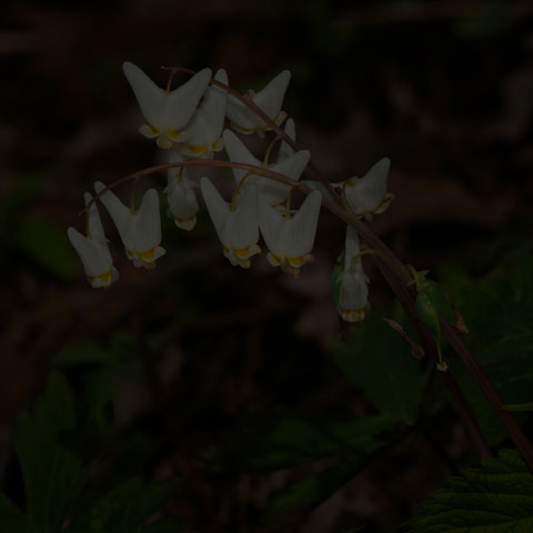Dutchman's Breeches