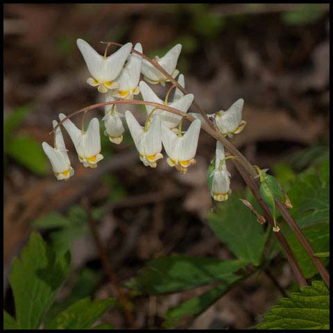 Dutchman's Breeches