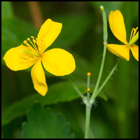 Greater Celandine