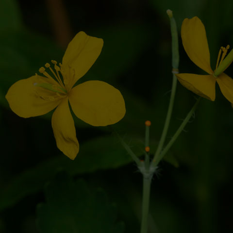 Greater Celandine