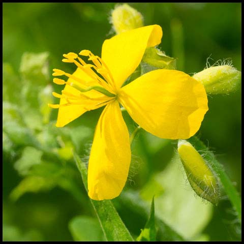 Greater Celandine