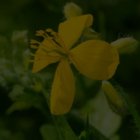Greater Celandine