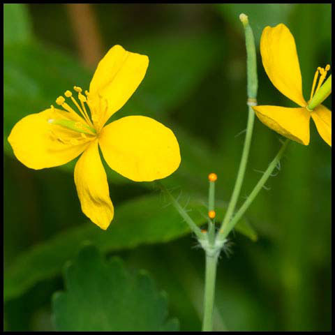 Greater Celandine