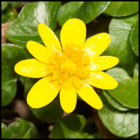 Lesser Celandine