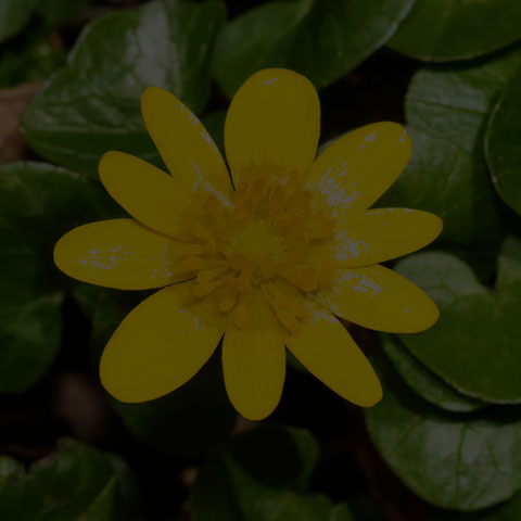 Lesser Celandine