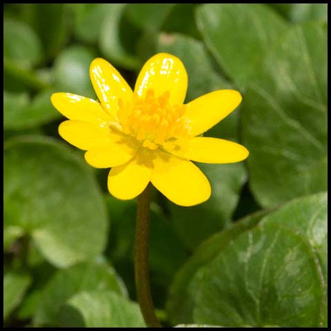 Lesser Celandine