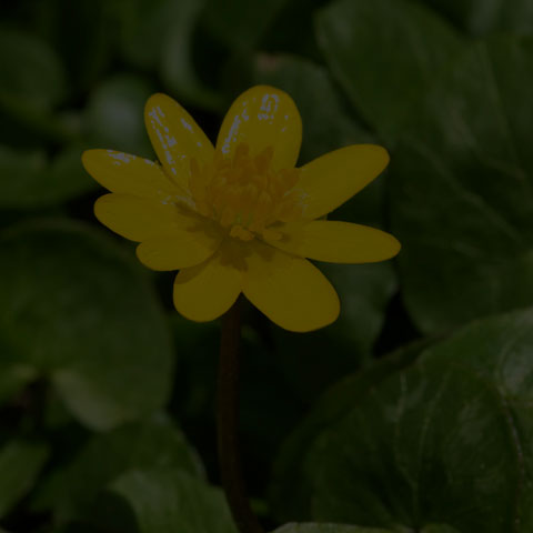Lesser Celandine