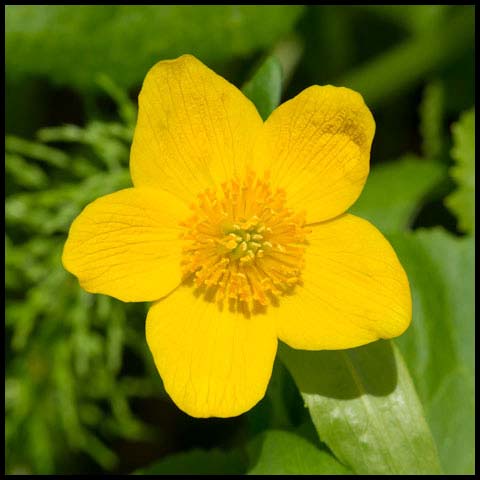 Marsh Marigold