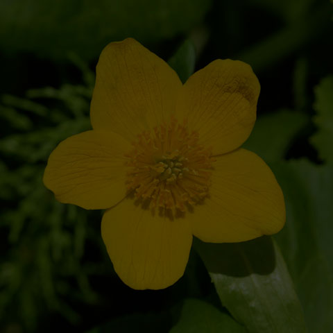 Marsh Marigold