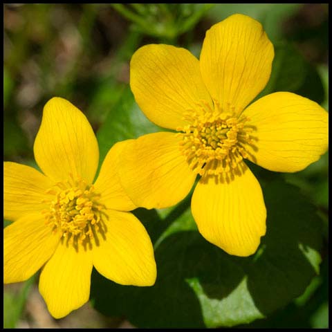 Marsh Marigold