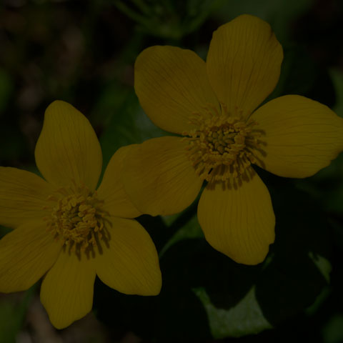 Marsh Marigold
