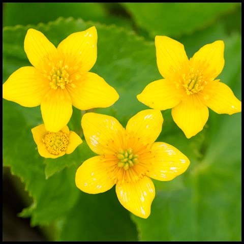 Marsh Marigold