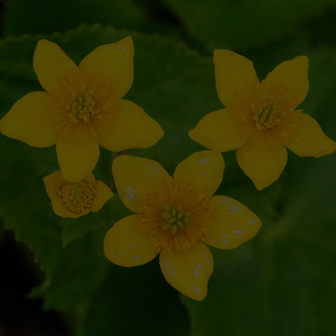 Marsh Marigold