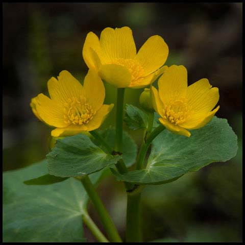 Marsh Marigold