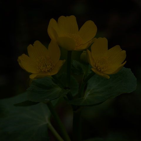 Marsh Marigold