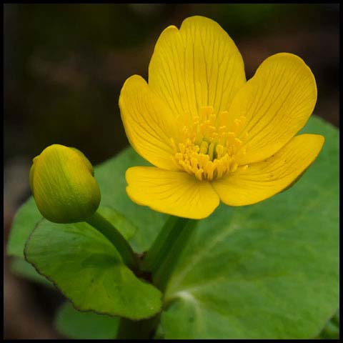 Marsh Marigold