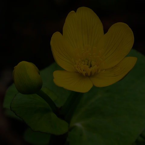 Marsh Marigold