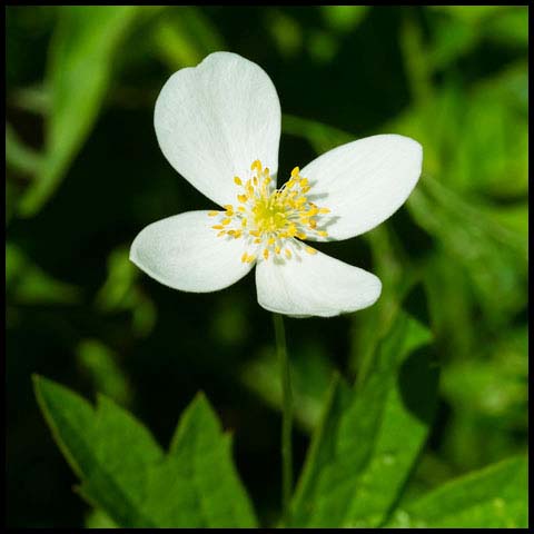 Meadow Anemone