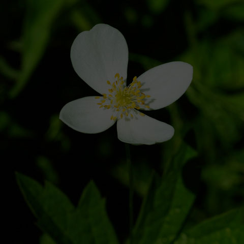 Meadow Anemone