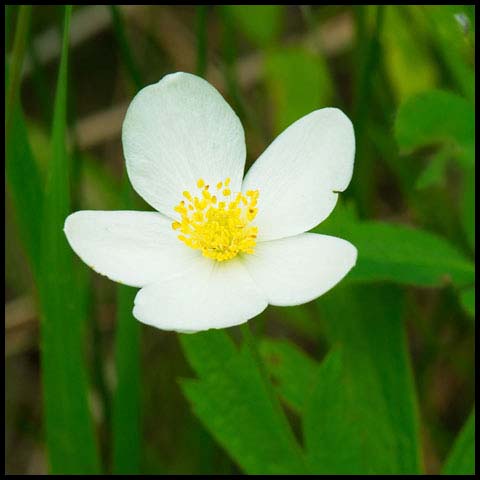 Meadow Anemone