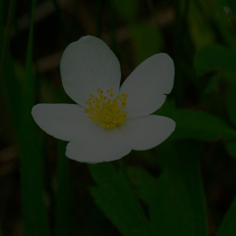 Meadow Anemone