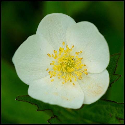 Meadow Anemone