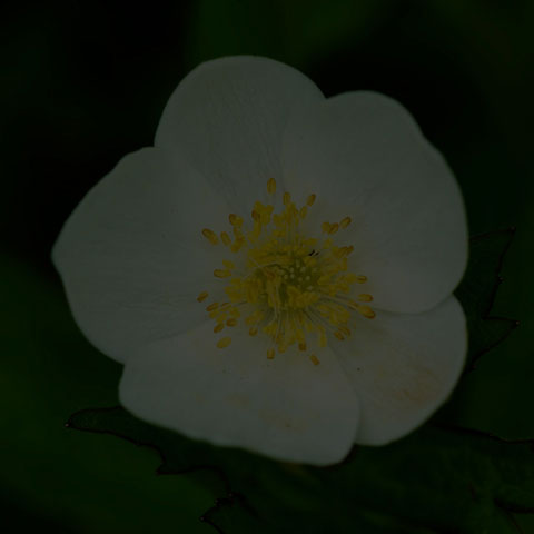 Meadow Anemone