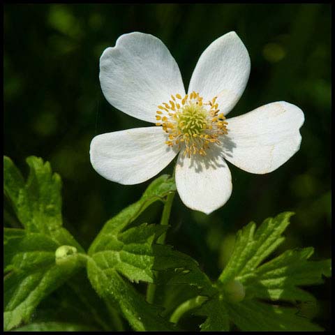 Meadow Anemone