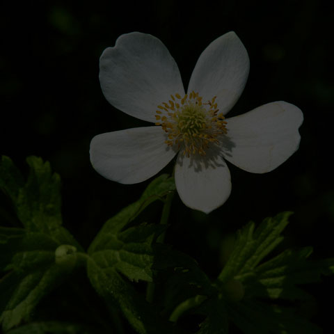 Meadow Anemone