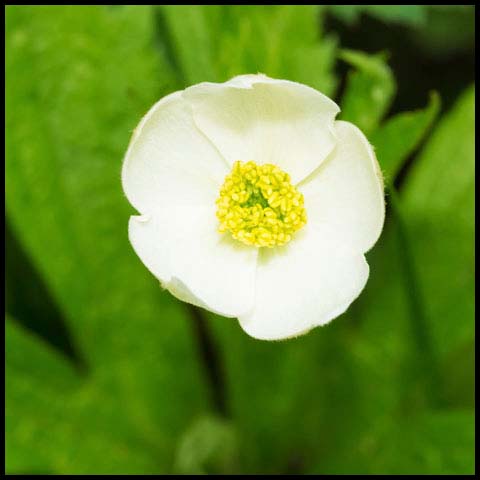 Meadow Anemone
