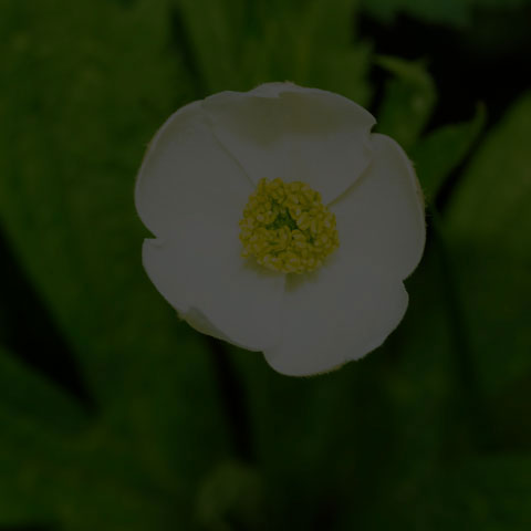 Meadow Anemone