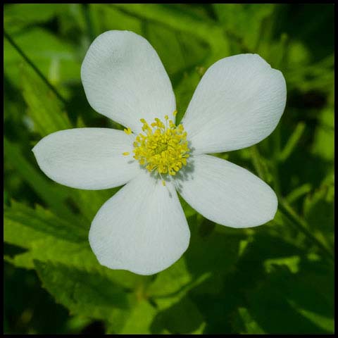 Meadow Anemone