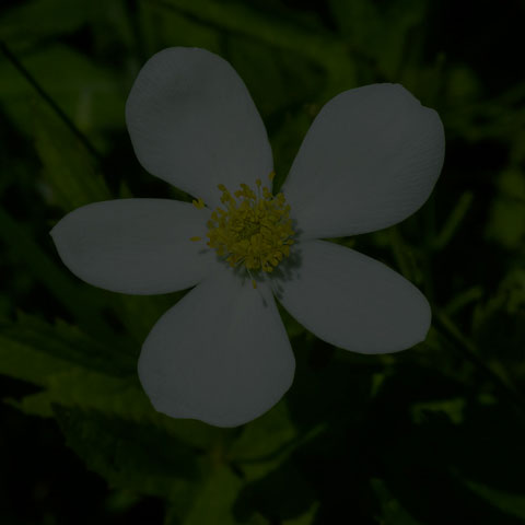 Meadow Anemone