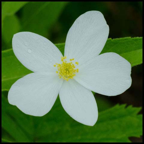 Meadow Anemone