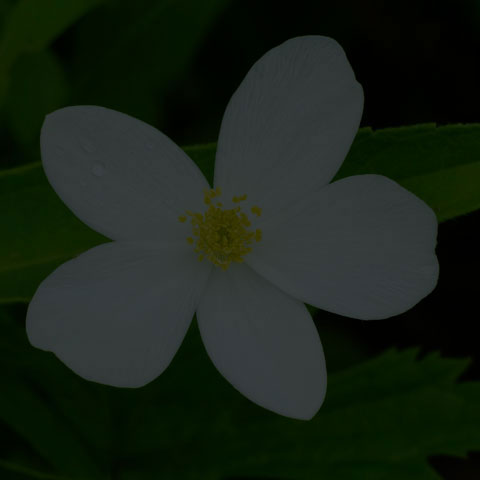 Meadow Anemone