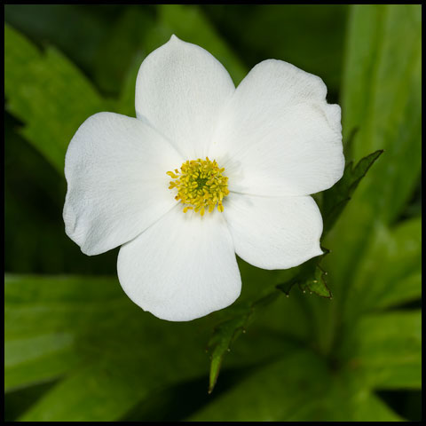 Meadow Anemone