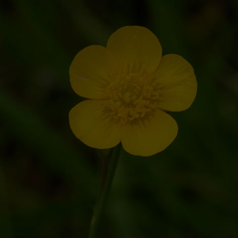 Meadow Buttercup