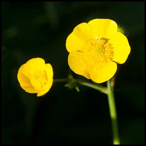 Meadow Buttercup