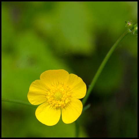 Meadow Buttercup