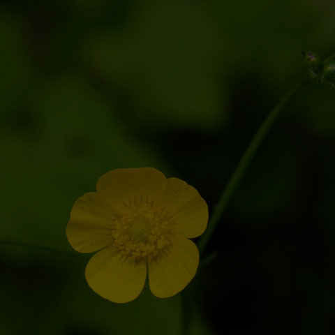 Meadow Buttercup