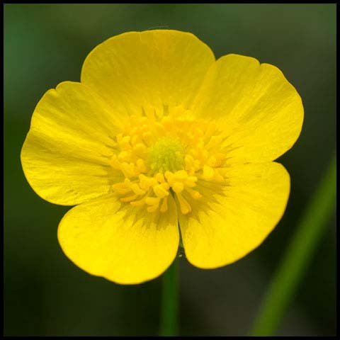 Meadow Buttercup