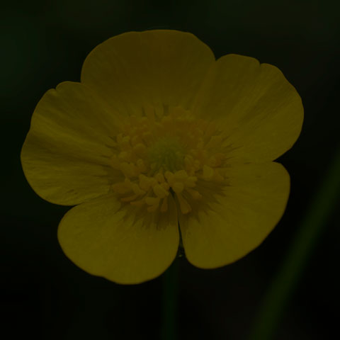 Meadow Buttercup