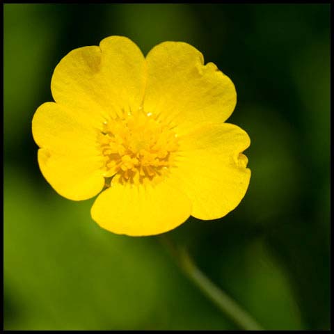 Meadow Buttercup