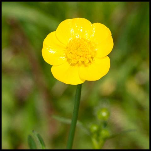 Meadow Buttercup