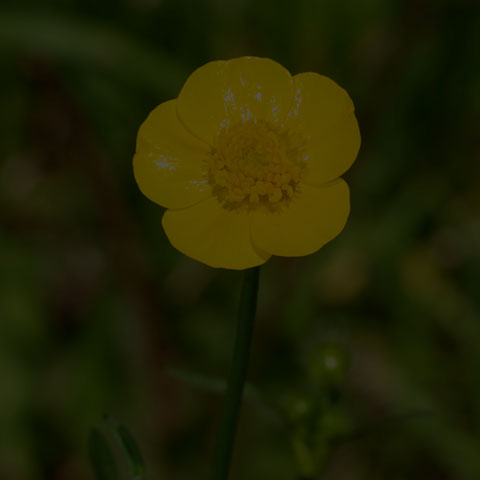Meadow Buttercup