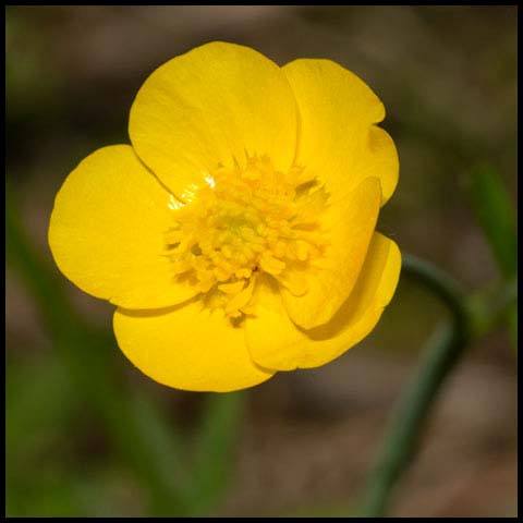 Meadow Buttercup