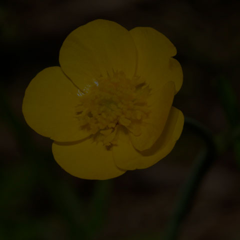 Meadow Buttercup