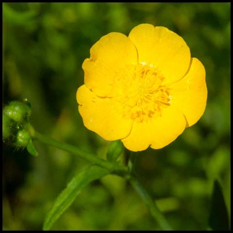 Meadow Buttercup