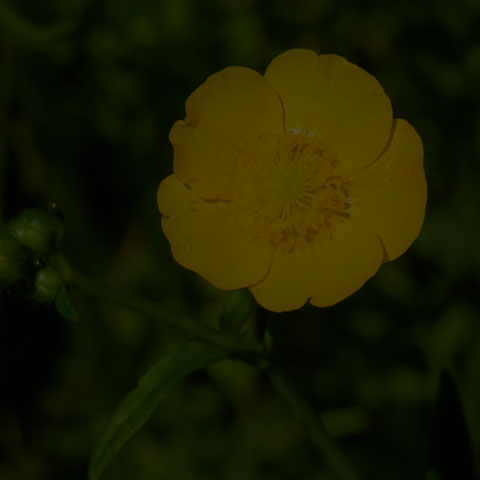Meadow Buttercup