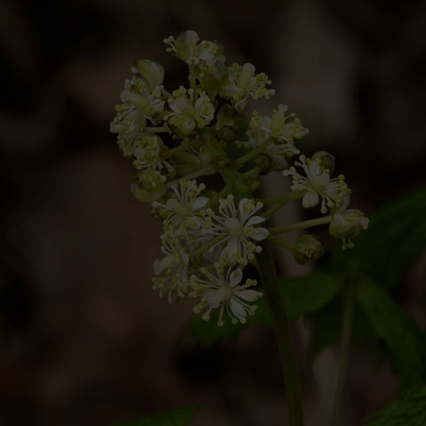 Red Baneberry